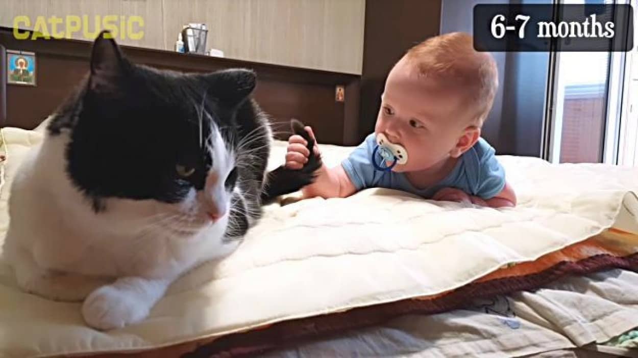 なんか知らんけど新入りが来た 生まれたての赤ちゃんにドキドキの猫 カラパイア