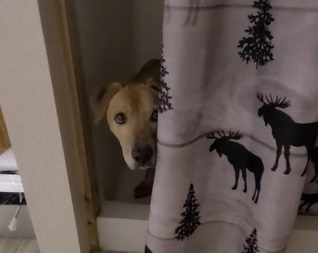 虐待され声が出せなくなった犬が、人間との信頼関係を取り戻しトラウマを克服するまでの物語