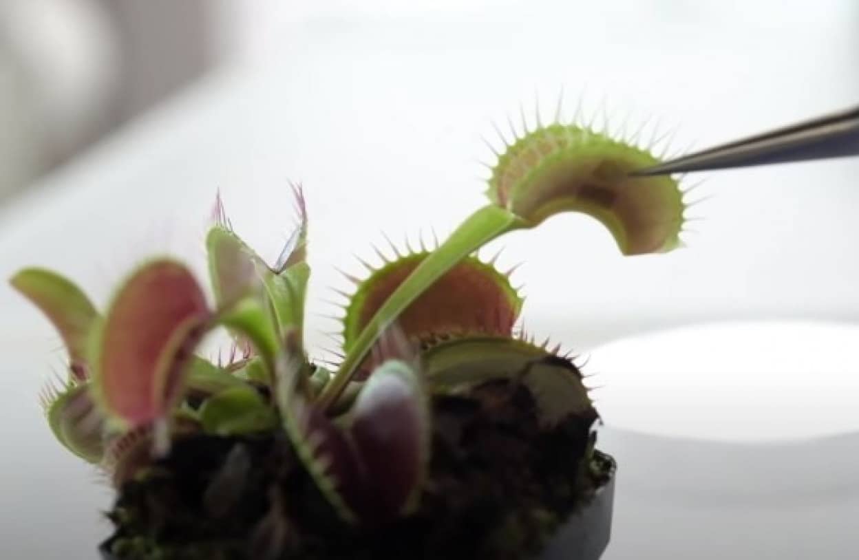 植物とコミュニケーションがとれる通信デバイスが開発される<img src=