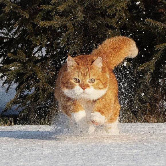 寒冷地仕様だから雪に強し ロシアの猫 ジンジャーの日常 カラパイア