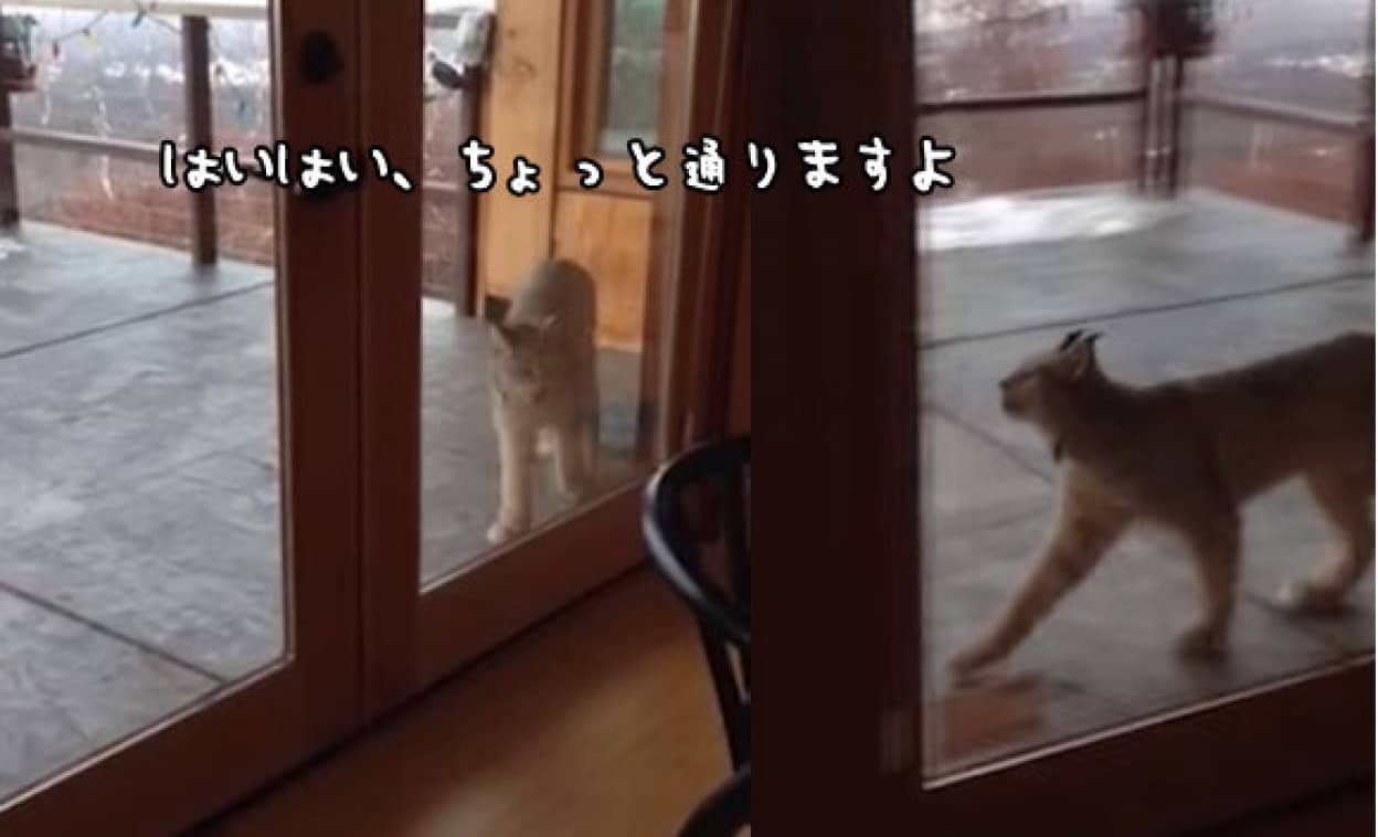 やせいのおおやまねこがあらわれた 先輩 家にも遊びに来てください カラパイア