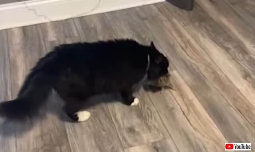 お願い 外に連れてって放してあげて 愛猫が外からくわえてきたウサギに飼い主さんショックを受ける カラパイア お願い 外に連れてって放してあげて 愛猫が外からくわえてきたウサギに飼い主さんショックを受ける カラパイア