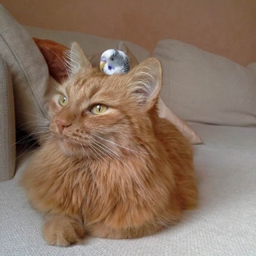 ginger1_e