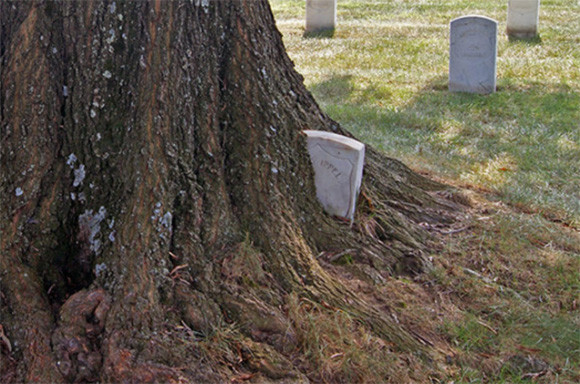 墓石を次々と飲み込んでいく 墓を食べる木 アメリカ カラパイア