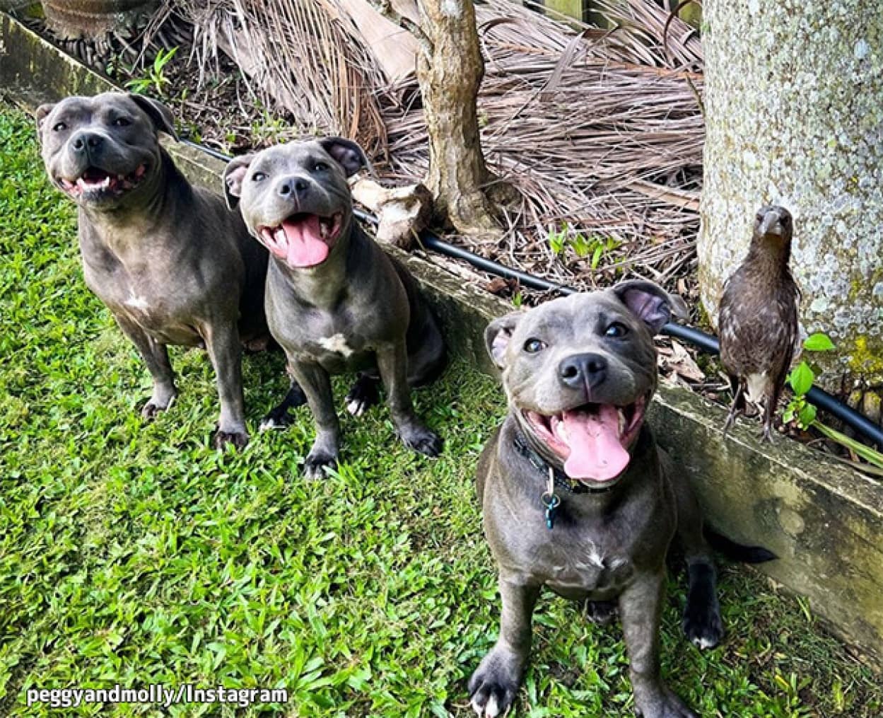 カササキフエガラスと犬の友情物語