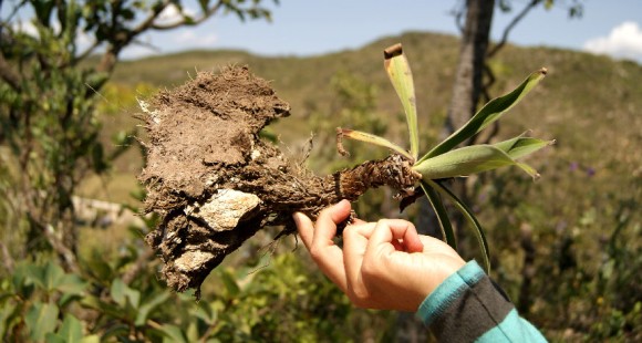 ふっさふさの根と酸で岩を溶かして栄養にありつく珍しい植物が発見される（ブラジル）