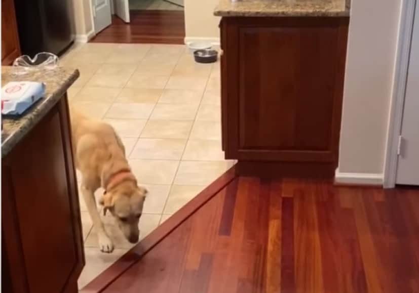 怖い怖い床が怖い 前に進めない犬の取った行動は カラパイア