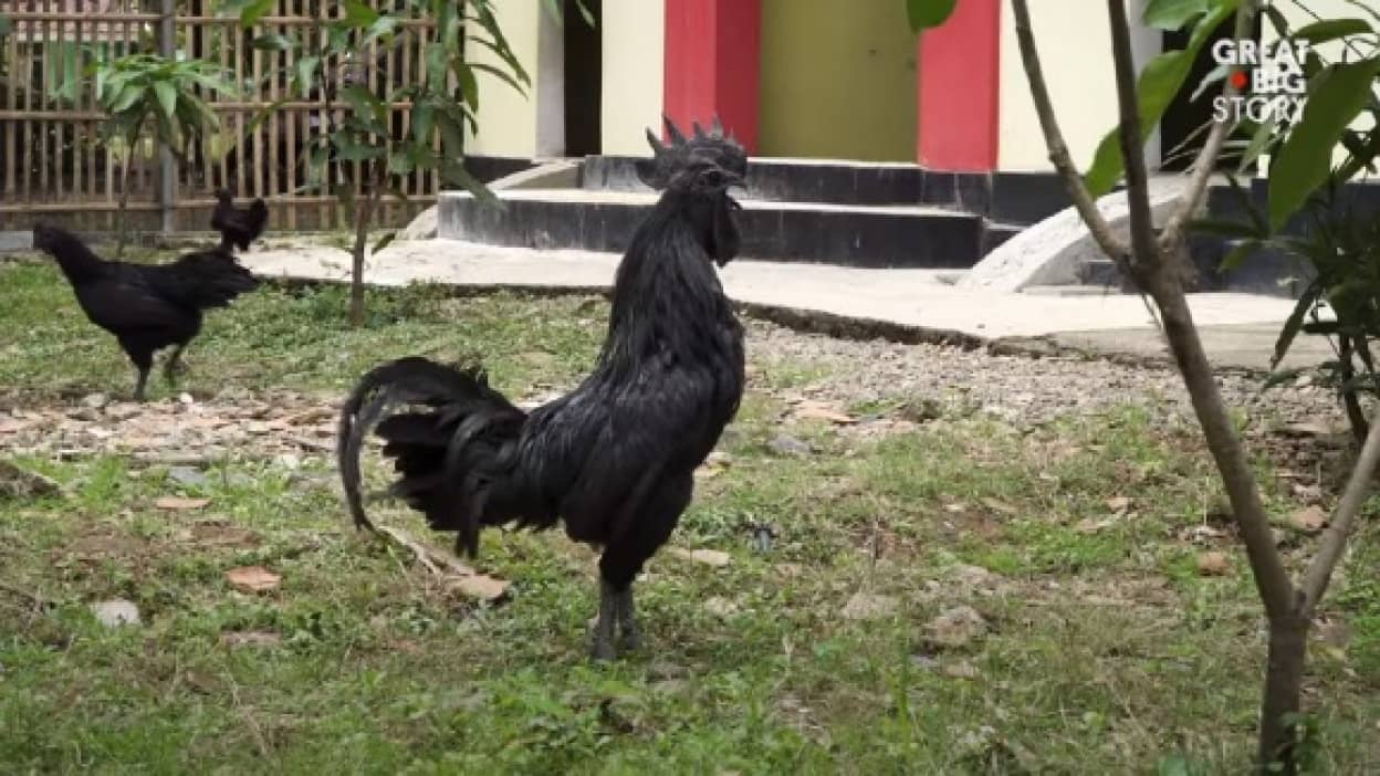 chicken3