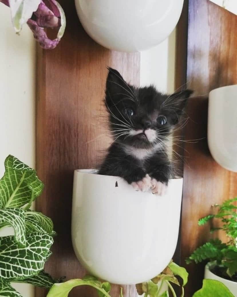 kitten-5 (1)