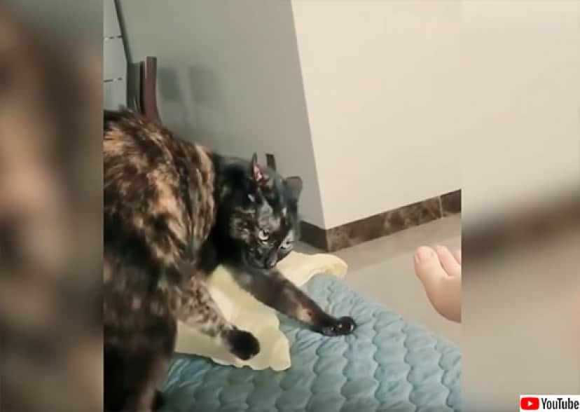 かわいいが大渋滞 犬と猫の日常がたっぷり楽しめる Youtubeの犬猫動画総集編 カラパイア