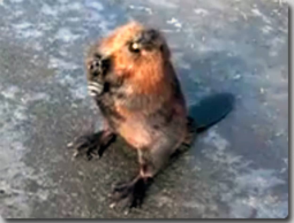アメリカ
