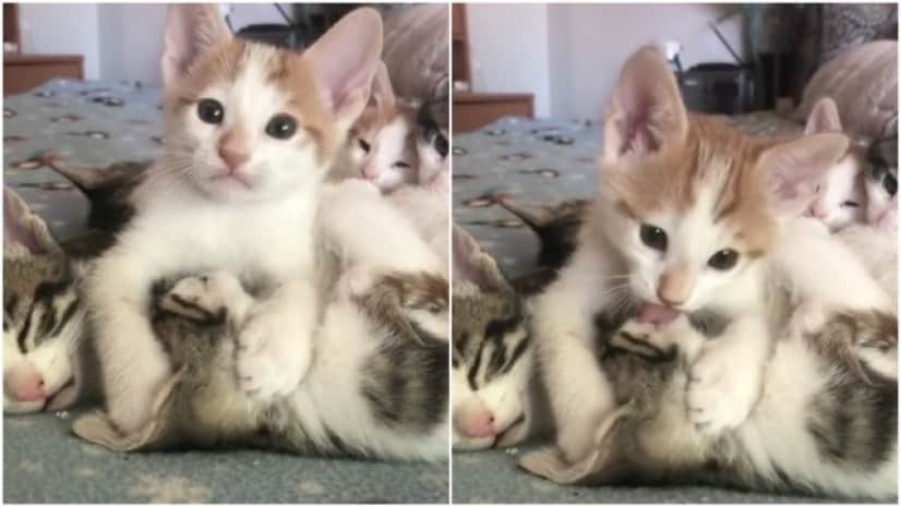 頭を抱き寄せ 小刻みにキス 子猫の愛情表現が何気にテクニシャン カラパイア