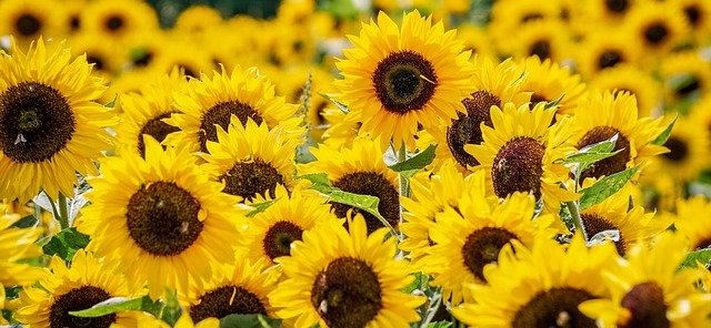 sunflower-3792914_640