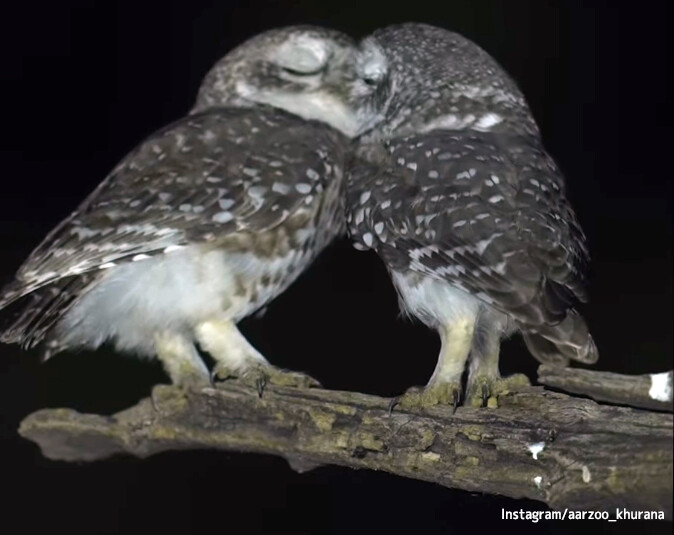 フクロマンチック！フクロウたちが寄り添ってキスをするファンタジーあふれる映像