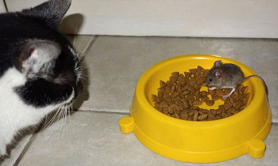 あ ぼくの ネズミに餌を占拠された猫 あっさりと餌をゆずり水をちびちび飲んでじっと我慢 カラパイア