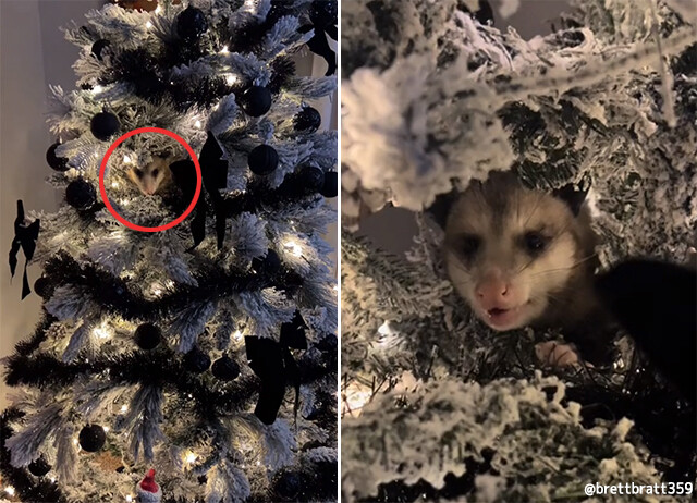 クリスマスツリーにオーナメントのふりをして忍び込んでいたのは生きたオポッサムだった！