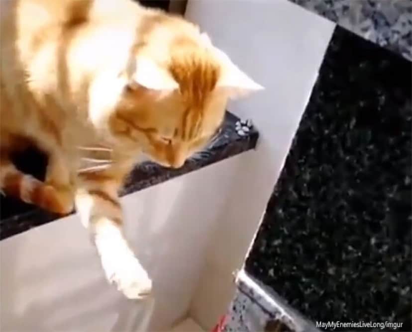 フレーメン反応ってレベルじゃない 猫がカメムシのニオイを嗅いだ瞬間の反応 カラパイア フレーメン反応ってレベルじゃない 猫がカメムシのニオイを嗅いだ瞬間の反応 カラパイア