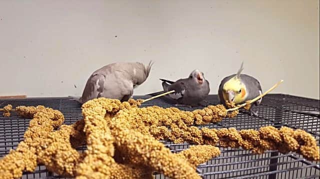 お腹空いたよ ご飯ほしいよ 待ちきれなくて初めて自分でご飯を食べるオカメインコのヒナ カラパイア