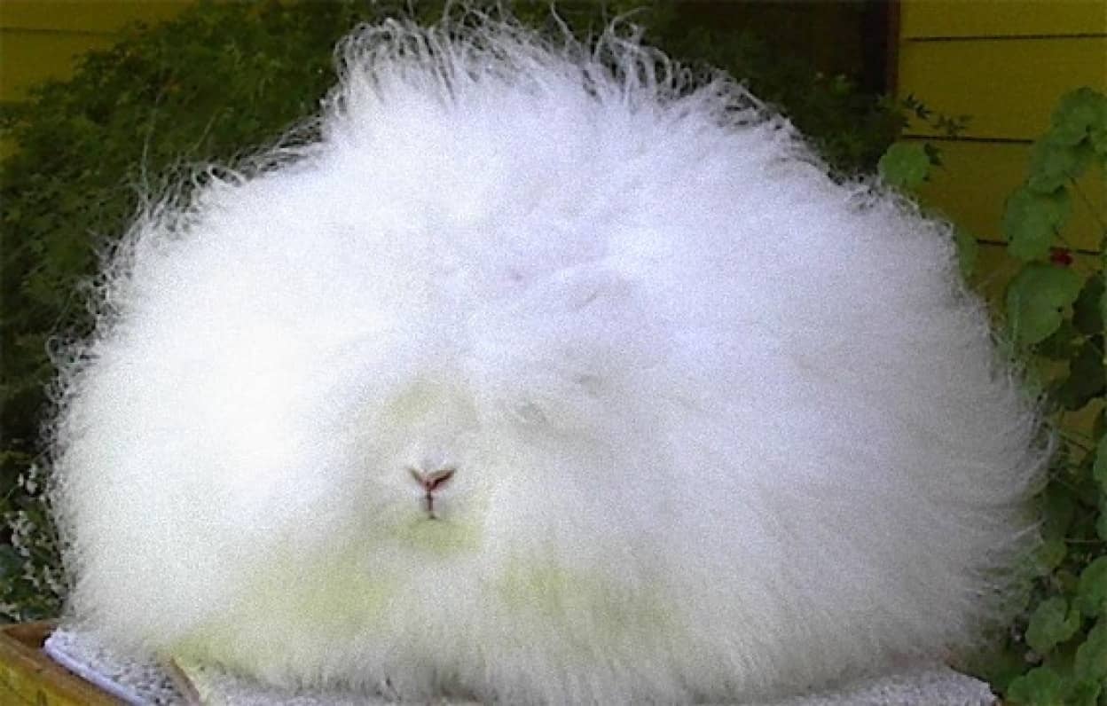 ふわっふわな巨大毛玉 どこに顔があるのかわからない だがそれがいい 毛玉となったアンゴラウサギたち カラパイア ふわっふわな巨大毛玉 どこに顔があるのかわからない だがそれがいい 毛玉となったアンゴラウサギたち カラパイア