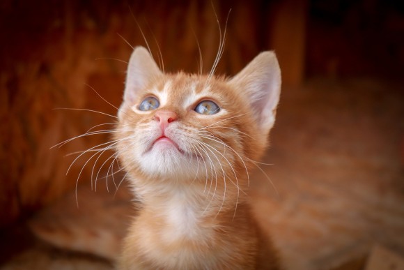 18年 海外で人気の猫の名前トップ10が発表される カラパイア