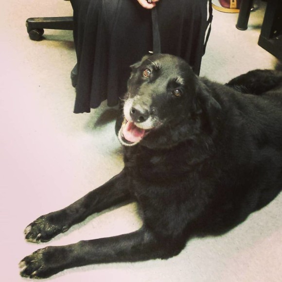 10年前に行方不明となった犬 あきらめかけていた家族の元に 保護してます の連絡が アメリカ カラパイア 10年前に行方不明となった犬 あきらめかけていた家族の元に 保護してます の連絡が アメリカ カラパイア