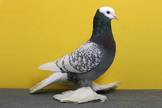 funny-pigeon-grooming6_e