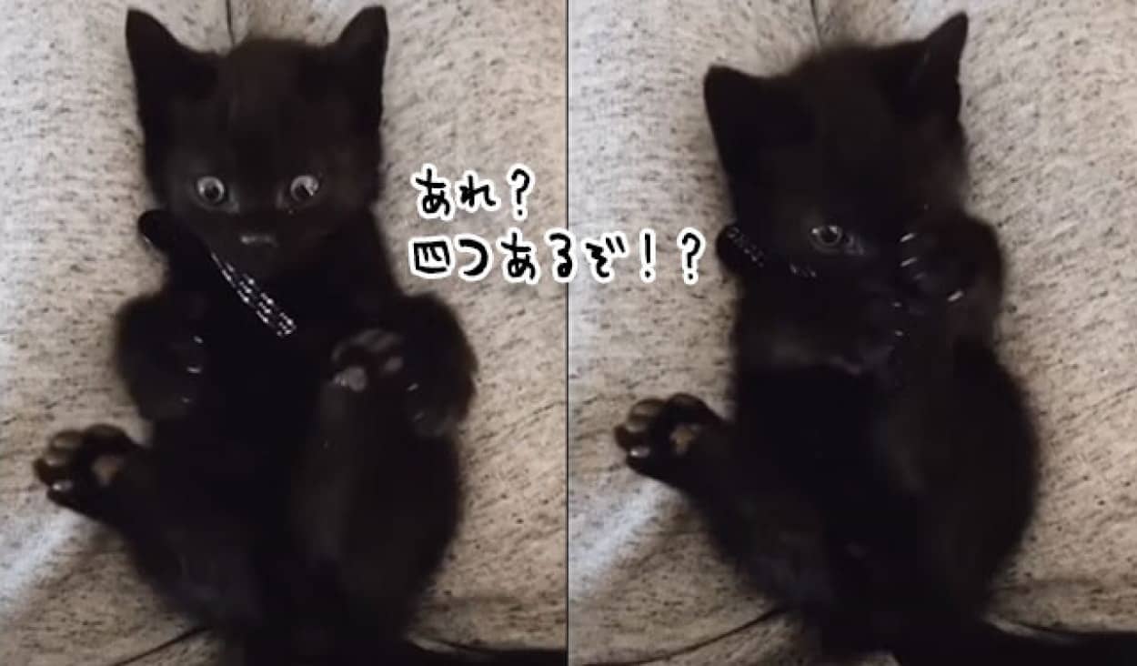 あれれ 自分の足が4本あることに気付いた子猫の反応 カラパイア
