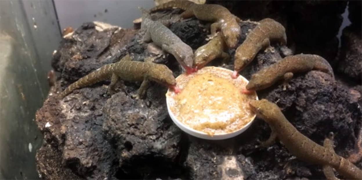 すごく シュールです オガサワラヤモリの晩餐風景 カラパイア すごく シュールです オガサワラヤモリの晩餐風景 カラパイア