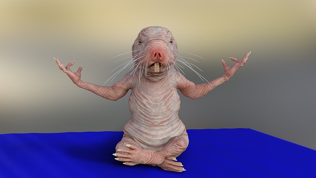 naked-mole-rat-7309627_640