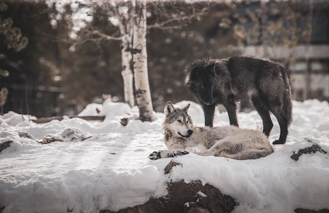 アメリカでオオカミの色が変化するという謎な現象、その謎がついに判明