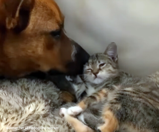 仮里親として預かった子猫と飼い犬が結んだ絆は本物だった。1年後の再会に大喜びの2匹