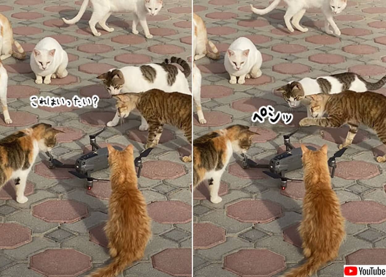 猫集団がドローンを囲んで調査中