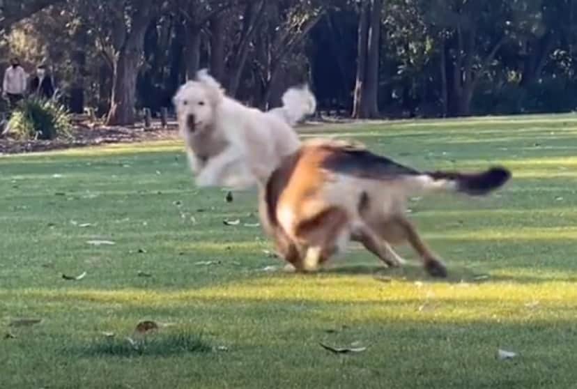 犬界に浸透する だるまさんがころんだ ゴールデンレトリバーとジャーマンシェパードの場合 カラパイア 犬界に浸透する だるまさんがころんだ ゴールデンレトリバーとジャーマンシェパードの場合 カラパイア