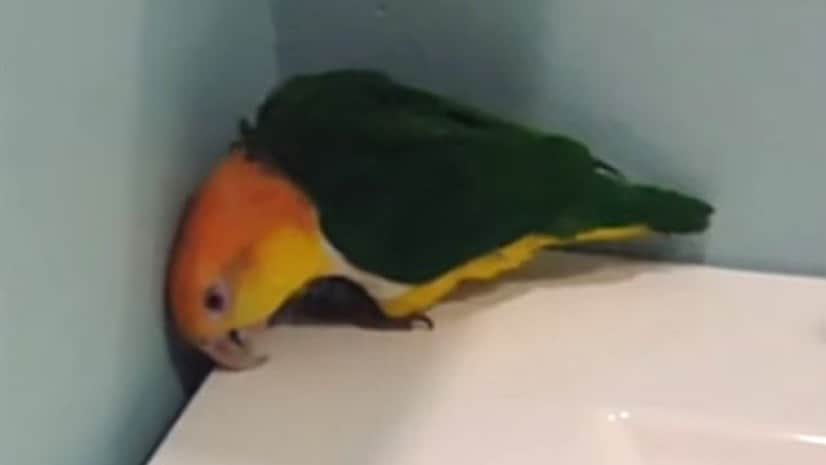 ココが気になるぅ 気になるの すみっこから離れがたいシロハラインコ カラパイア