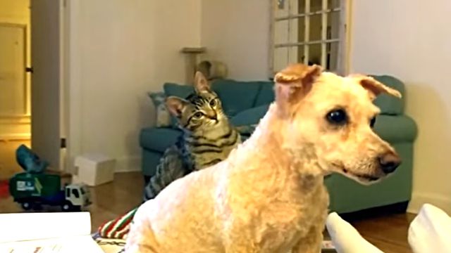 ちょ だれやねん 別犬と化した散髪後の犬を見て戸惑う猫 カラパイア