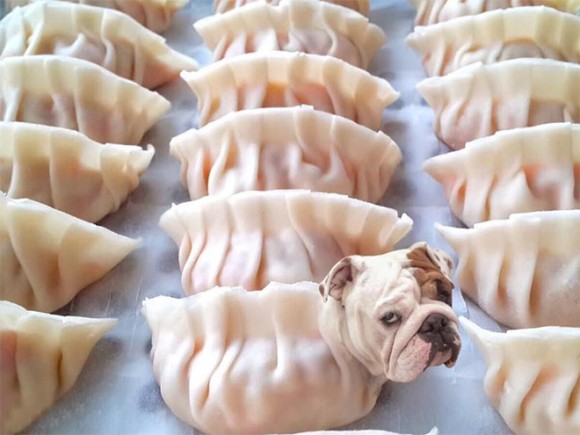 おいしそうすぎてヤバい 犬と食べ物を融合させたインスタグラムアカウントが大人気 カラパイア