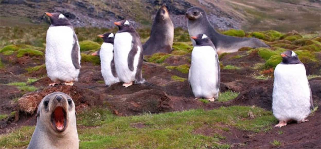 アァアア 吹き出しをつけたい寒い地域に住むユーモラスな動物たちの画像 カラパイア