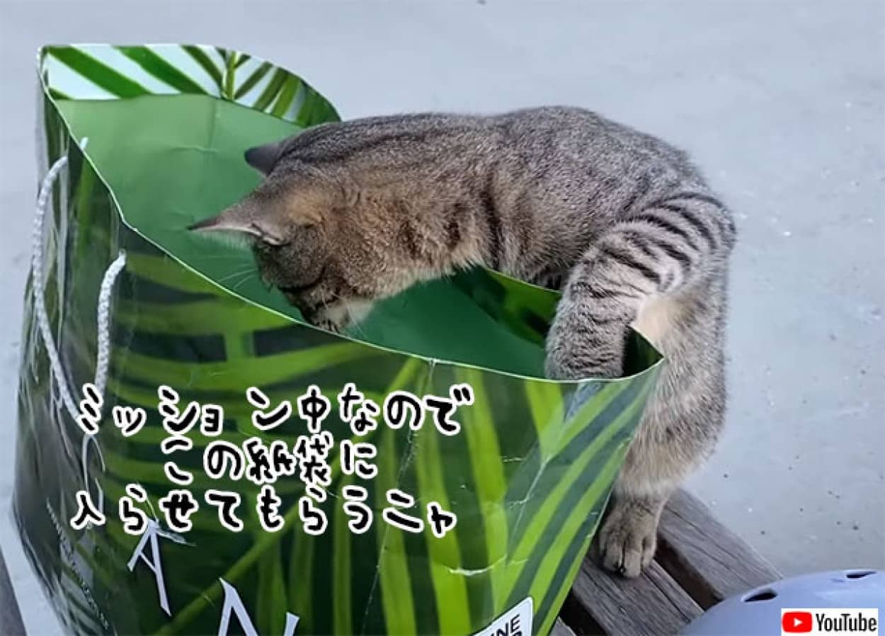 トルコの猫のミッションインポッシブル