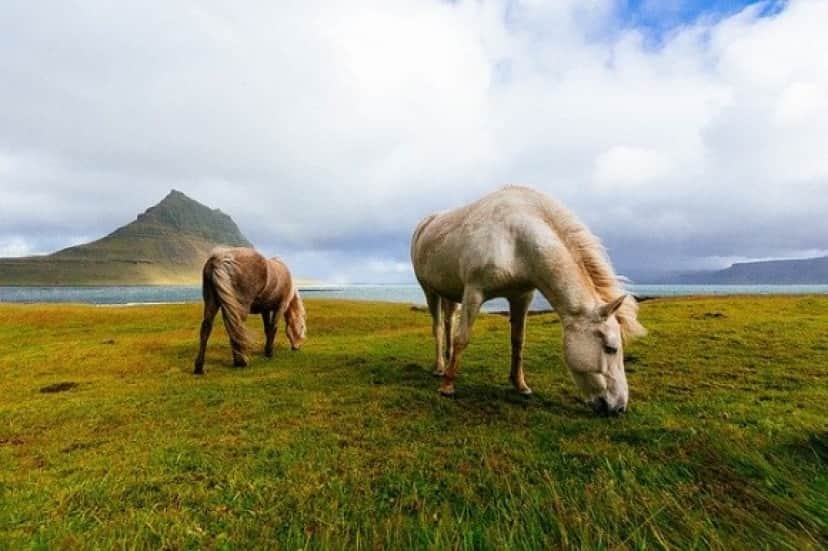 horses-1149185_640_e