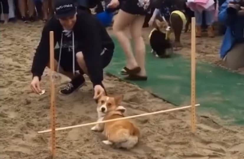 きゃわたんコーギーにまみれ隊 ひたすら可愛いコーギーたちを詰め合わせでプレゼント カラパイア きゃわたんコーギーにまみれ隊 ひたすら可愛いコーギーたちを詰め合わせでプレゼント カラパイア