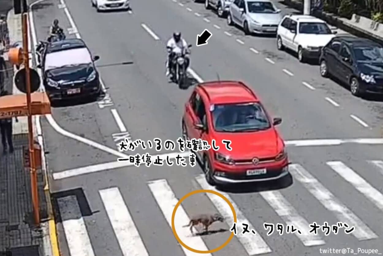 車を停止させ犬が横断歩道を渡るのを待っていた車に訪れた悲劇