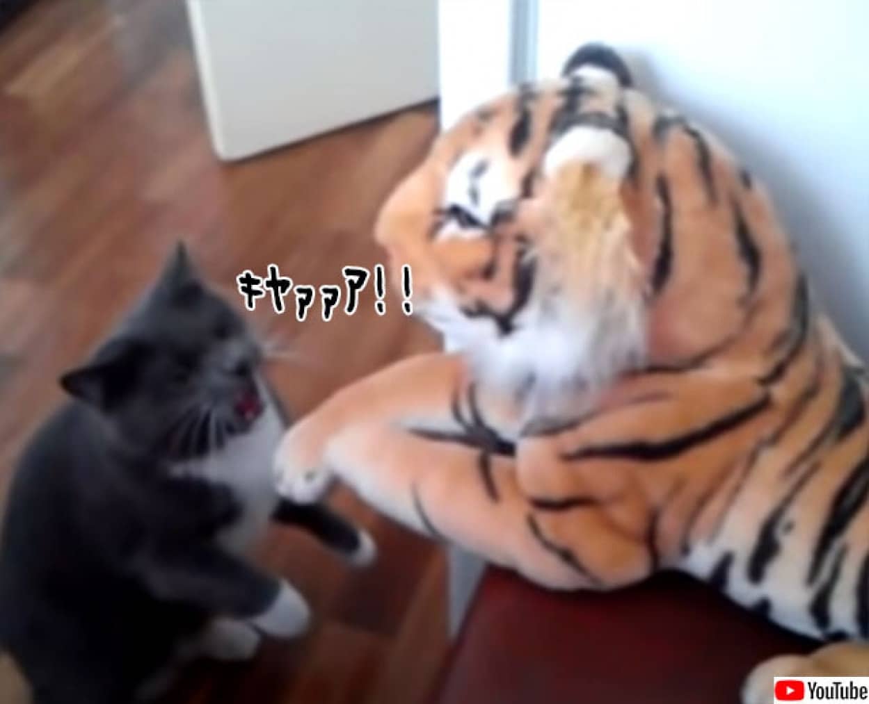 ヒンッ 私の敵ではない ぬいぐるみの虎に怒涛の猫パンチを浴びせる猫 カラパイア ヒンッ 私の敵ではない ぬいぐるみの虎に怒涛の猫パンチを浴びせる猫 カラパイア