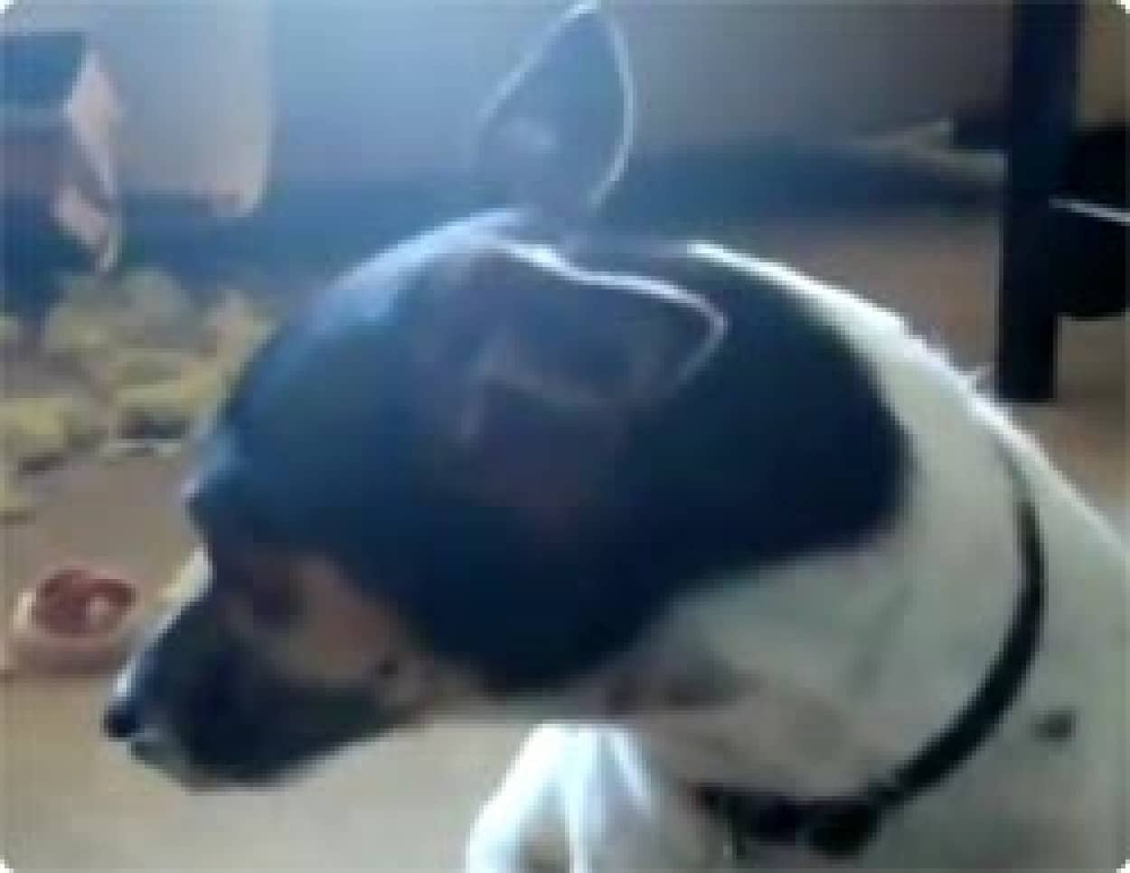 ソファーを食い散らかしたのは誰 自責の念にさいなまれる犬の行動part2 カラパイア