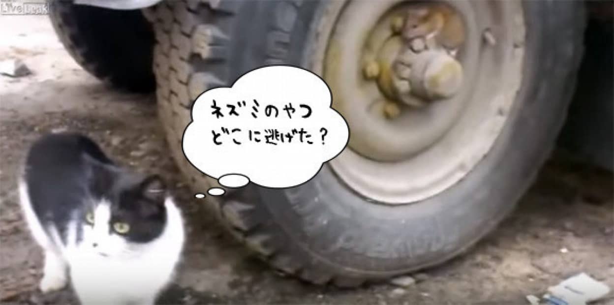 やばい捕まる 猫に追われるネズミが 一世一代 の賭けに出る その衝撃の結末は カラパイア やばい捕まる 猫に追われるネズミが 一世一代 の賭けに出る その衝撃の結末は カラパイア