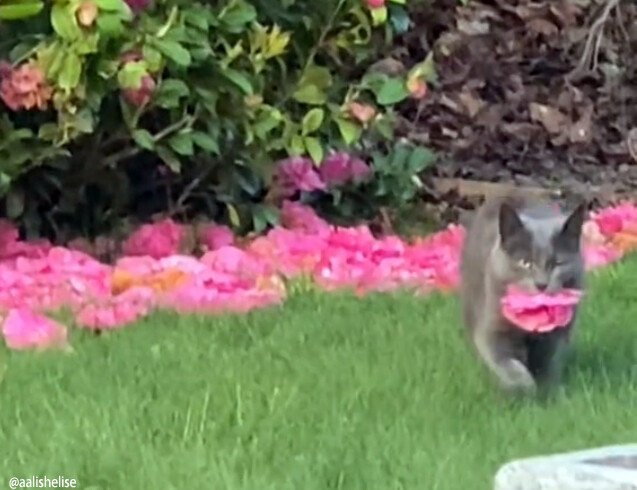 お花の配達人は猫だった。庭の花を持ち運び飼い主にプレゼントするロマンチックな猫