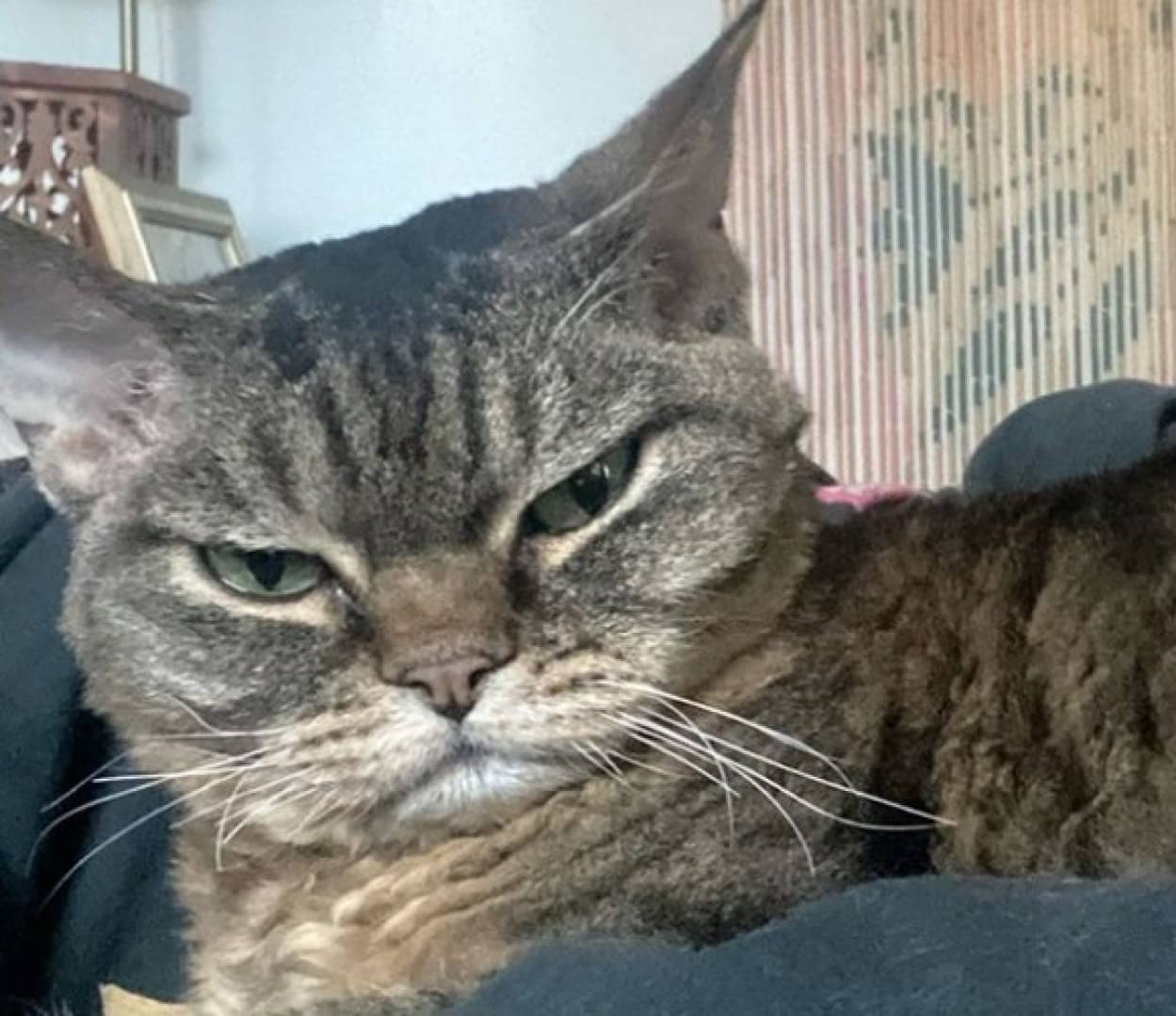 不機嫌顔の猫は甘えん坊の猫だった