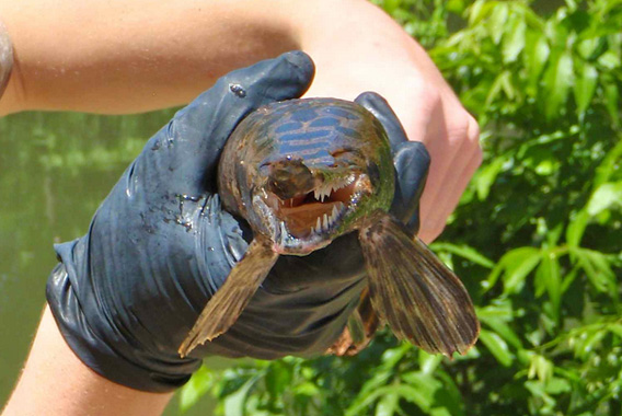 山口県の水路で長さ72cmの肉食外来魚が 無事捕獲に成功 カラパイア