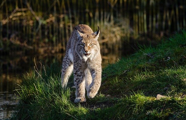 bobcat-3924734_640