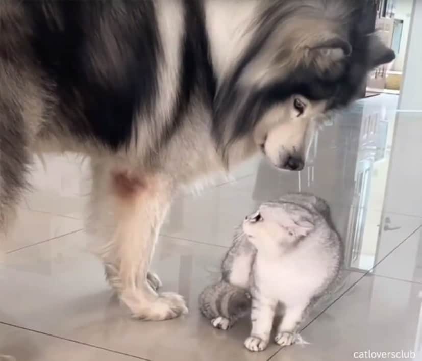 猫さんたちやめなはれ やさしくスマートに喧嘩を仲裁する大型犬 カラパイア 猫さんたちやめなはれ やさしくスマートに喧嘩を仲裁する大型犬 カラパイア