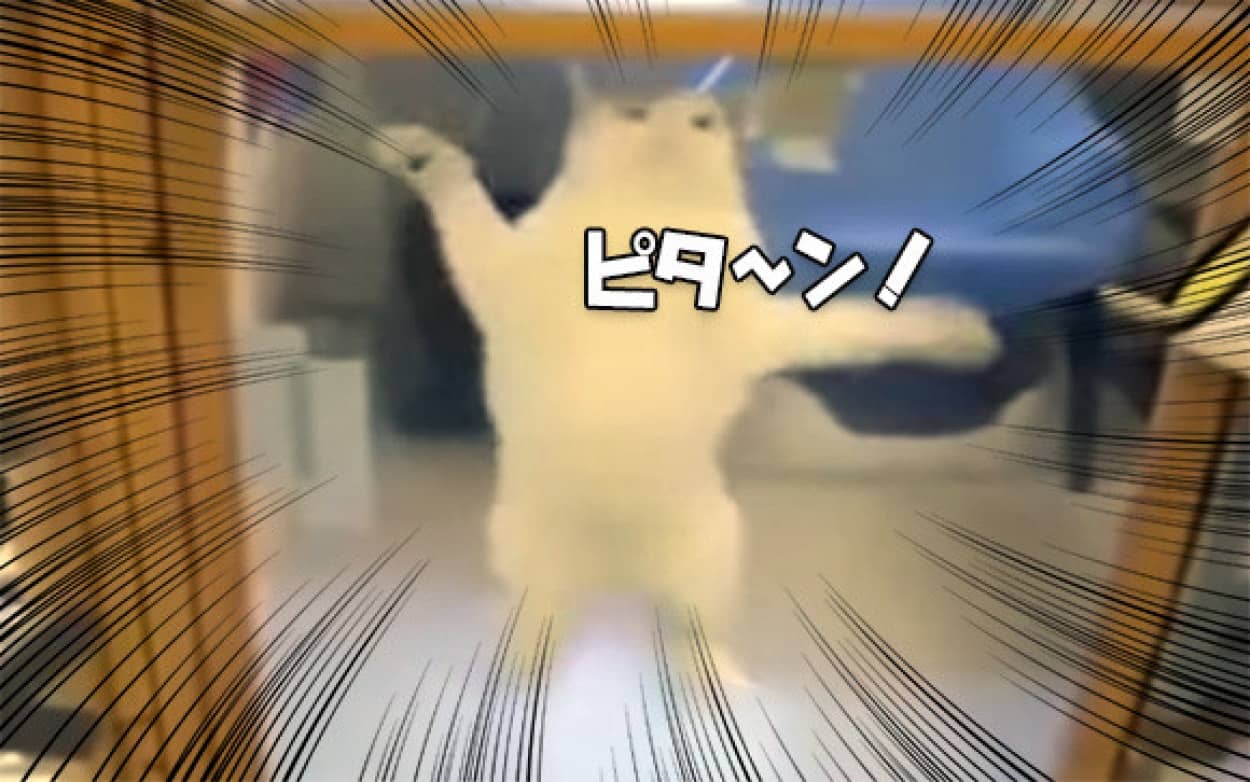 こいつに決めた 保護施設にいた猫氏 ロックオンした人物に猛アピール その結果家族として迎え入れられる カラパイア